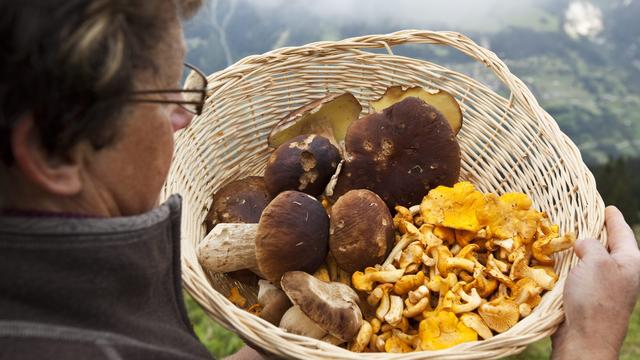 Les contrôleurs et contrôleuses de champignons s'inquiètent du nombre d'intoxications. [KEYSTONE - ARNO BALZARINI]