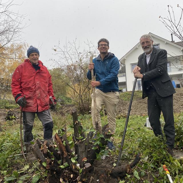 Nyon, 21.11.2024: De g. à D Philippe Léger, propriétaire, Benjamin Dominique en charge de l’opération « Troc’ ton thuya ou ta laurelle » et Pierre Wahlen, municipal en charge de l’environnement à la Ville de Nyon. [RTS - Lucile Solari]