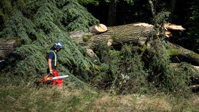 Les députés vaudois votent pour un allègement administratif de l'abattage des arbres (image d'illustration). [Keystone - Jean-Christophe Bott]