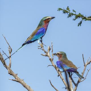 Des oiseaux rolliers. [AFP - © Patrice Correia / Biosgarden / Biosphoto]