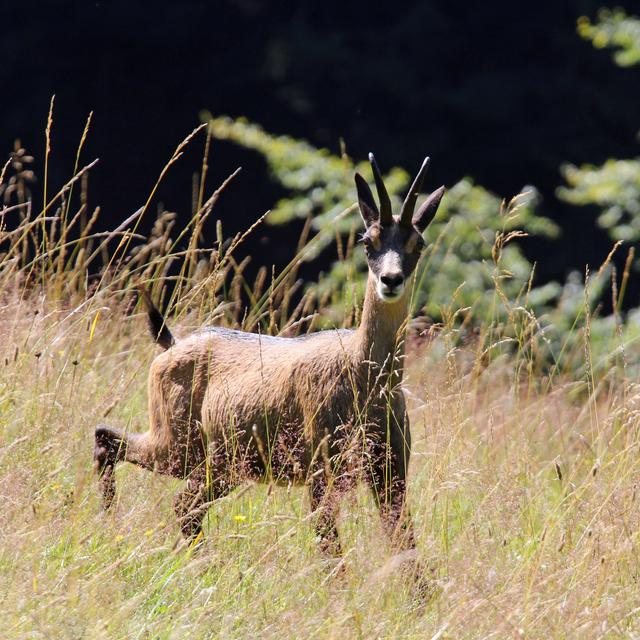 Chamois en train d'être chassé. [Depositphotos - © ChiccoDodiFC]