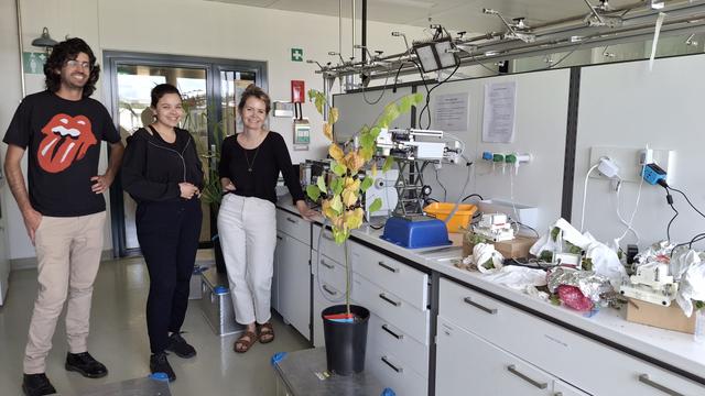 L'écophysiologie des arbres et Laura Mekari . [RTS - Sarah Dirren]