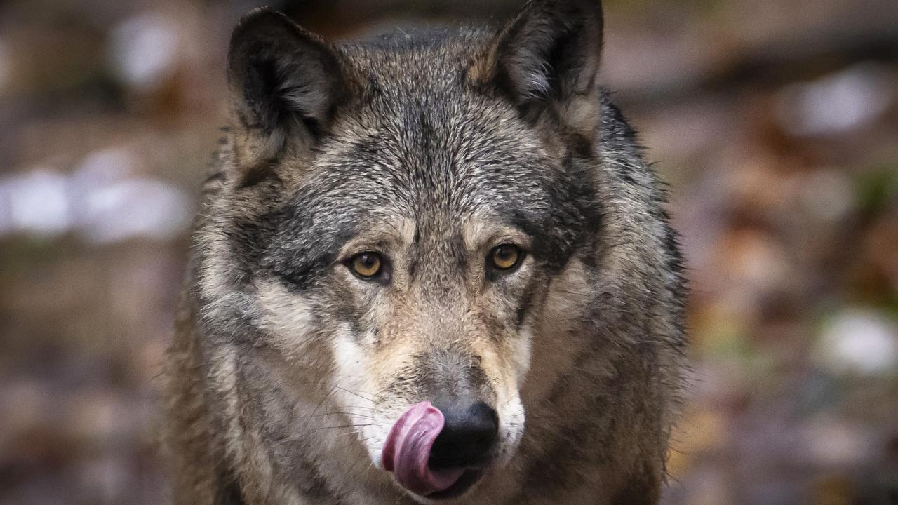 Les gardes-faunes devraient toujours être deux lorsqu'ils tirent des loups, estime Groupe Loup Suisse. [KEYSTONE - MICHAEL BUHOLZER]