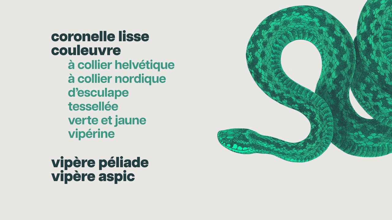 Les neuf espèces de serpents présentes en Suisse. [RTS]