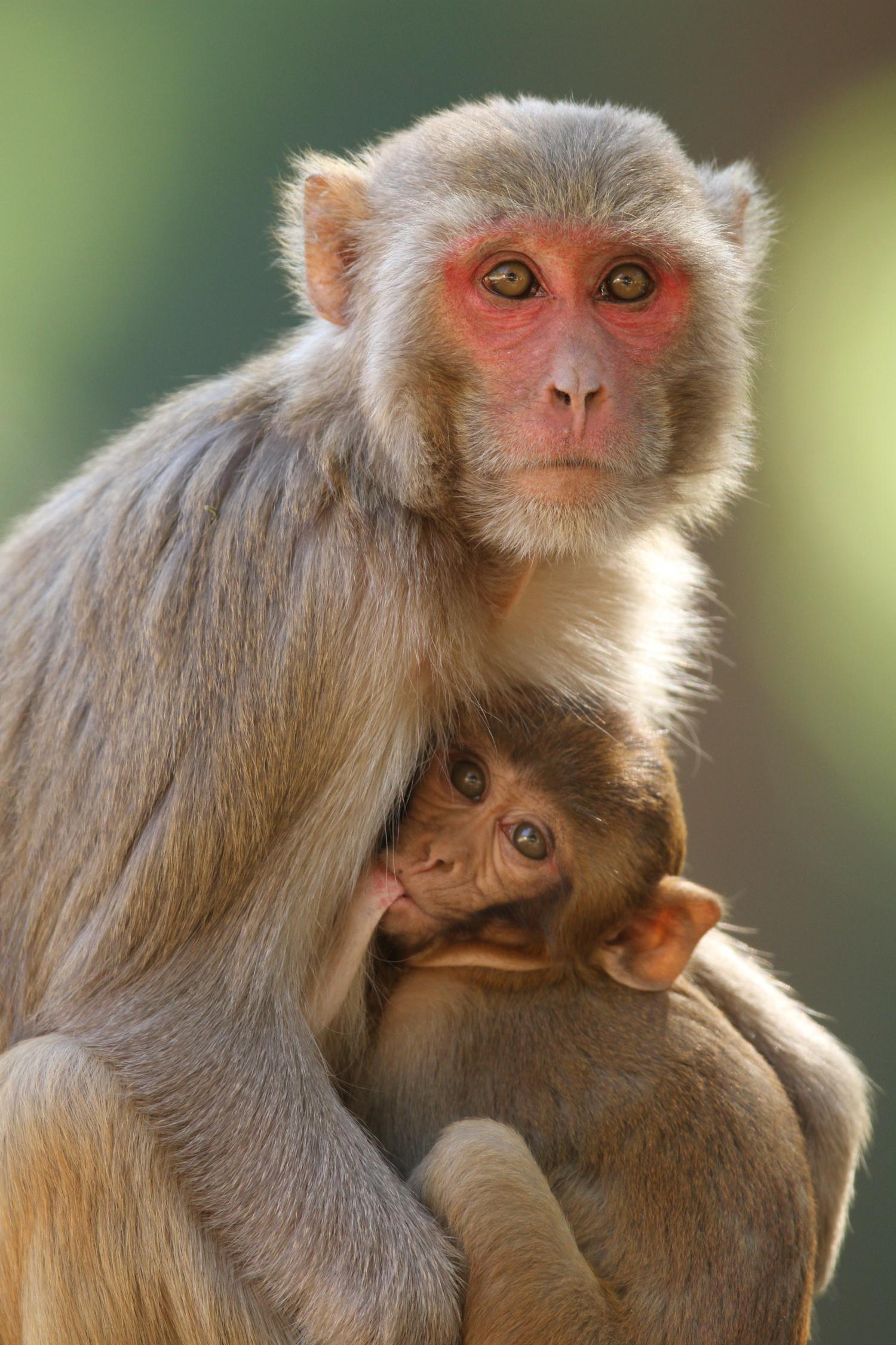 Une macaque rhésus (Macaca mulatta) et son petit. [Thai National Parks - David Vraju/CC]