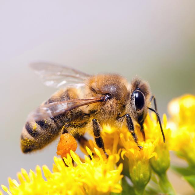 Le laboratoire de Philipp Engel à l'UNIL est spécialisé dans lʹétude des interactions entre le microbiote intestinal et son hôte, lʹabeille. [Depositphotos - Laures]