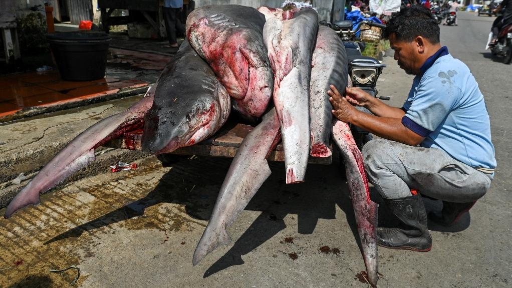 Des requins, avec leurs nageoires coupées, sont déchargés sur un marché de Lambaro, dans la province indonésienne d'Aceh, le 2 mai 2023. [AFP - Chaideer Mahyuddin]