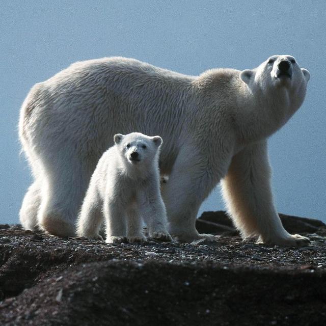 Femelle ours polaire et son jeune de 6 mois - Spitzberg [Tous droits réservés - RémyMarion]