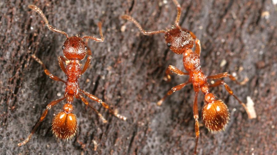 Des fourmis rouges ouvrières Myrmica rubra. [CC BY 2.5 - Gary Alpert/wikipedia]