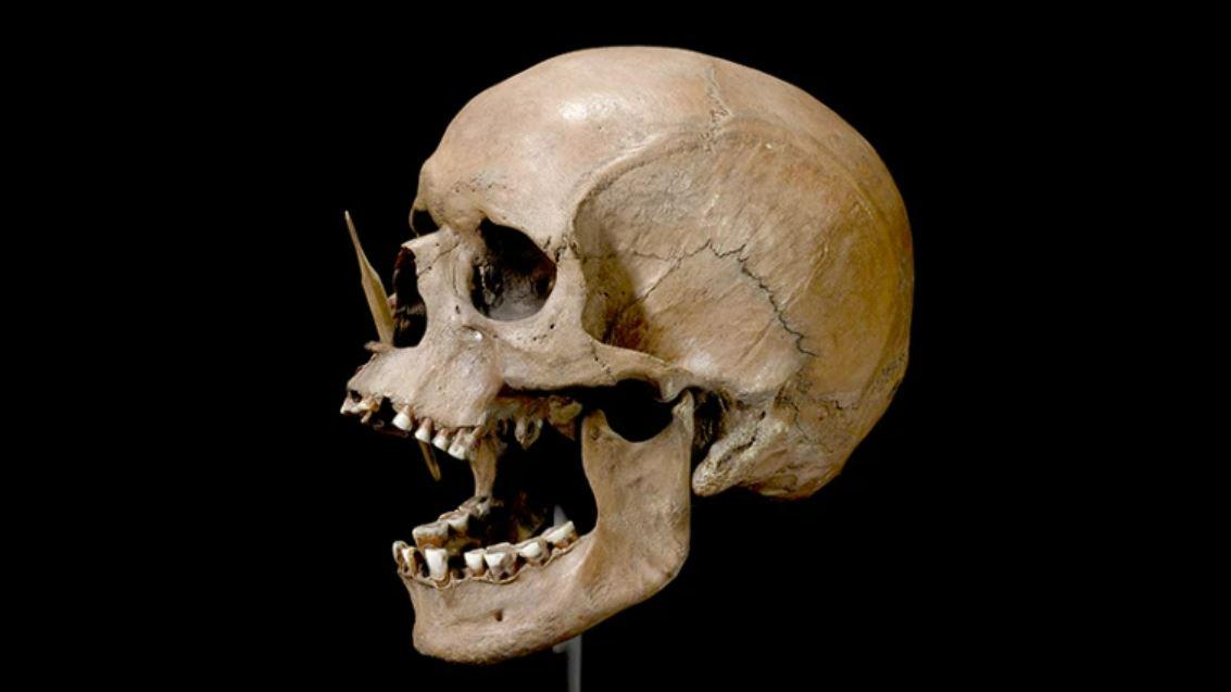 "L'homme de Poromose", dont le crâne a été transpercé par une flèche il y a des milliers d'années, vivait dans l'actuel Danemark. L'analyse de son ADN et d'autres populations anciennes humaines a révélé des vagues de migrations vers l'Europe au cours des 45'000 dernières années. [The National Museum of Denmark]