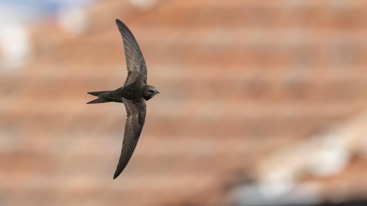 Martinet noir en vol [Station ornithologique suisse - Burkhardt Marcel]