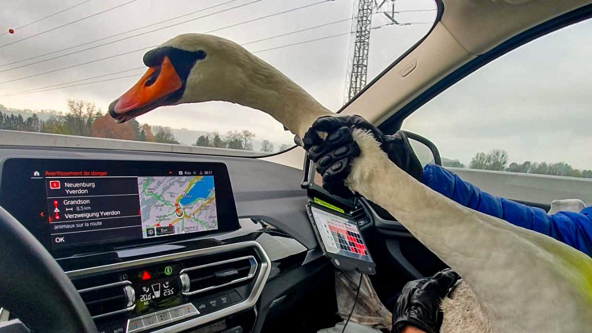 La Police cantonale vaudoise a sauvé un cygne sur l'autoroute. [POLICE CANTONALE VAUDOISE]