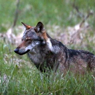 Des loups pourront être tués par mesure de prévention de septembre à janvier [Keystone - Marco Schmidt]