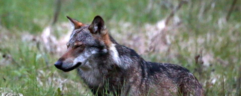 Des loups pourront être tués par mesure de prévention de septembre à janvier [Keystone - Marco Schmidt]