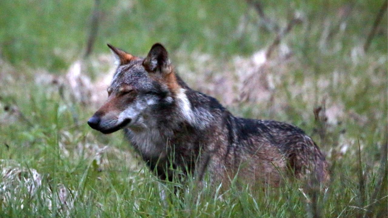 Des loups pourront être tués par mesure de prévention de septembre à janvier [Keystone - Marco Schmidt]