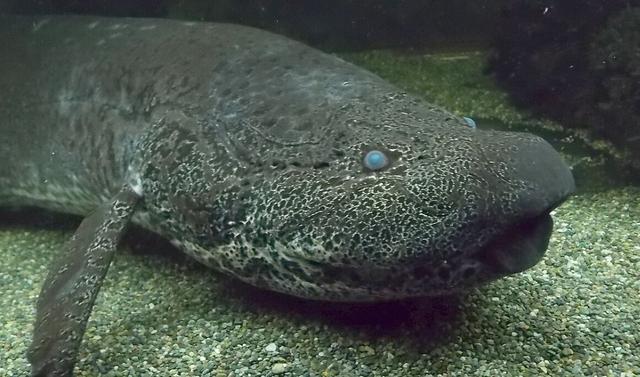 La tête d'un protoptère éthiopien (Protopterus aethiopicus), une espèce de poisson osseux qui peut mesurer jusqu'à deux mètres de long. [CC BY-SA 4.0 - George Berninger Jr./Wikimedia]