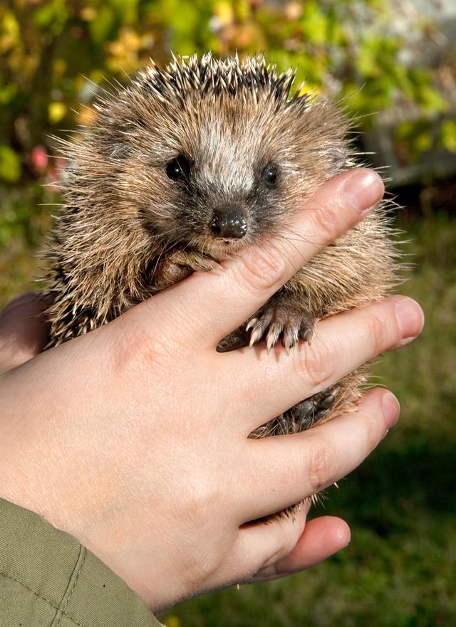 Hérisson européen juvénile [Wild Conservation Research Unit - Pia Burmøller Hansen]