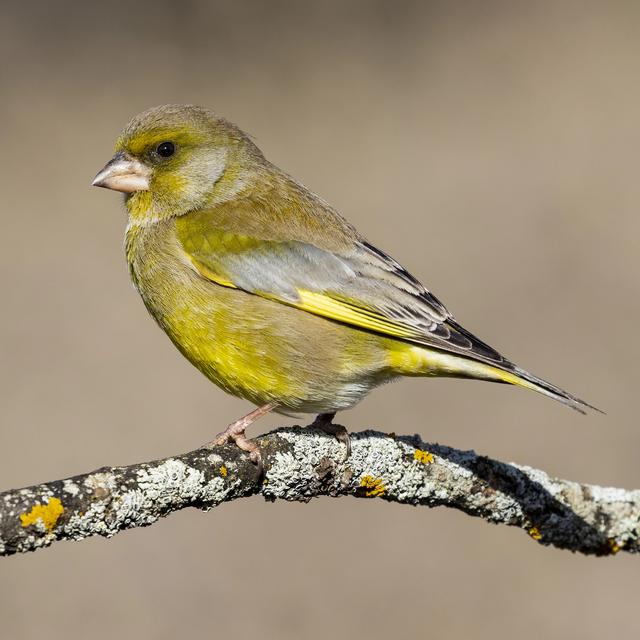 Le verdier (oiseau). [Depositphotos - © J.c.salvadores.hotmail.com]