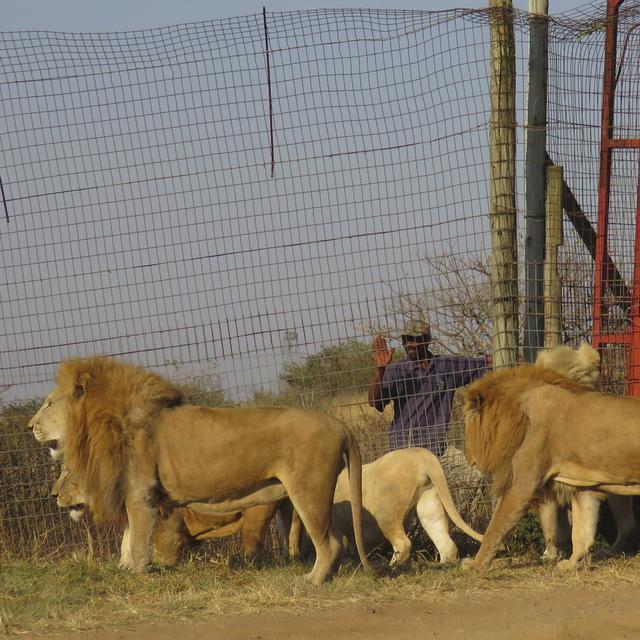 L'élevage de lions pour la chasse pourrait être interdit en Afrique du Sud. [KEYSTONE - PIPPA HENKINSON]