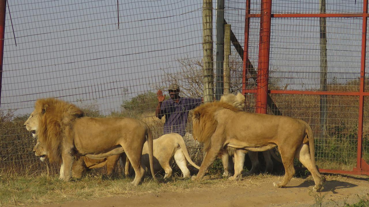 L'élevage de lions pour la chasse pourrait être interdit en Afrique du Sud. [KEYSTONE - PIPPA HENKINSON]