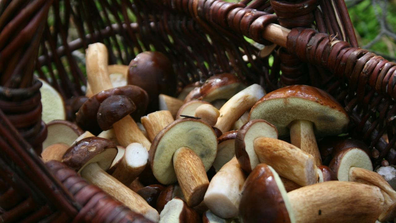 Les bolets font partie des champignons comestibles le plus à l'origine d'intoxications. [Unsplash - Barbara Krysztofiak]