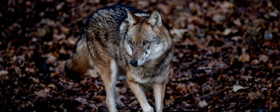 Le loup sera désormais moins protégé en Europe. [Keystone - EPA/FILIP SINGER]