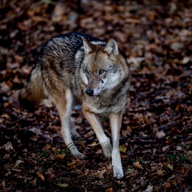 Le loup sera désormais moins protégé en Europe. [Keystone - EPA/FILIP SINGER]