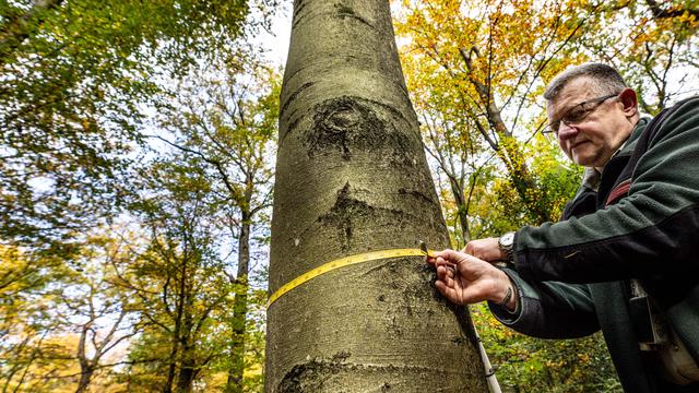 Le bois a un rôle essentiel pour atteindre le zéro net carbone (image d'illustration). [Keystone - Dieter Menne]