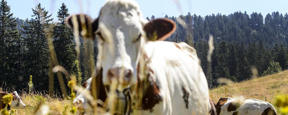 Un hélicoptère Super Puma de l'Armée suisse passe au dessus des vaches pour apporter de l'eau dans la region du Marchairuz (image d'illustration). [Keystone - Jean-Christophe Bott]