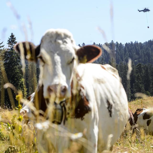 Un hélicoptère Super Puma de l'Armée suisse passe au dessus des vaches pour apporter de l'eau dans la region du Marchairuz (image d'illustration). [Keystone - Jean-Christophe Bott]