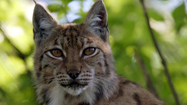 Un lynx abattu dans le canton de Schwytz après avoir tué neuf moutons. Image prétexte. [Keystone - Urs Flueeler]