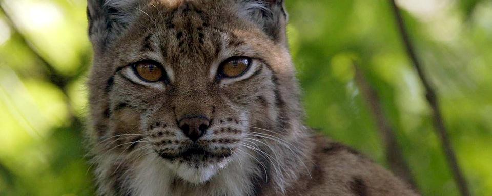 Un lynx abattu dans le canton de Schwytz après avoir tué neuf moutons. Image prétexte. [Keystone - Urs Flueeler]