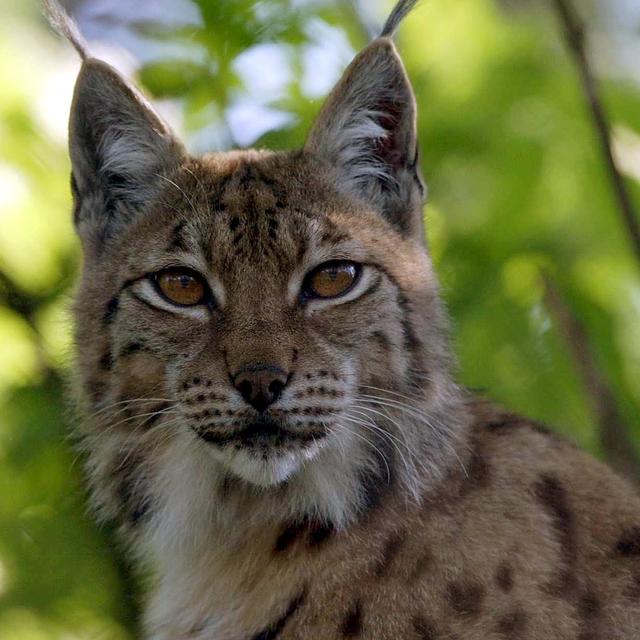 Un lynx abattu dans le canton de Schwytz après avoir tué neuf moutons. Image prétexte. [Keystone - Urs Flueeler]