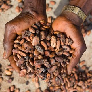 Récolte de fèves de cacao au Nigeria. [EPA / Keystone - EMMANUEL ADEGBOYE]