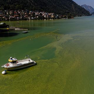 L'eau du Lac de Lugano où prolifère une algue à cause du réchauffement climatique et la chaleur. [Keystone/Ti-Press - Elia Bianchi]