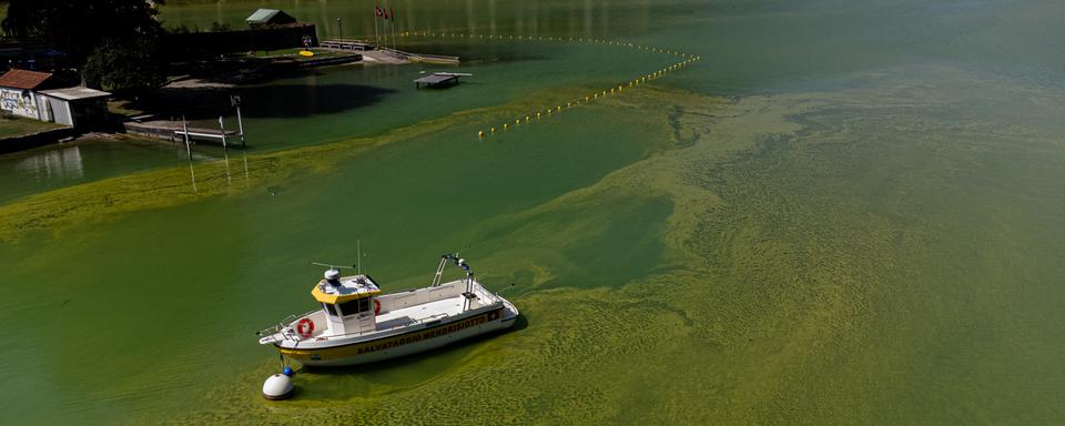 L'eau du Lac de Lugano où prolifère une algue à cause du réchauffement climatique et la chaleur. [Keystone/Ti-Press - Elia Bianchi]