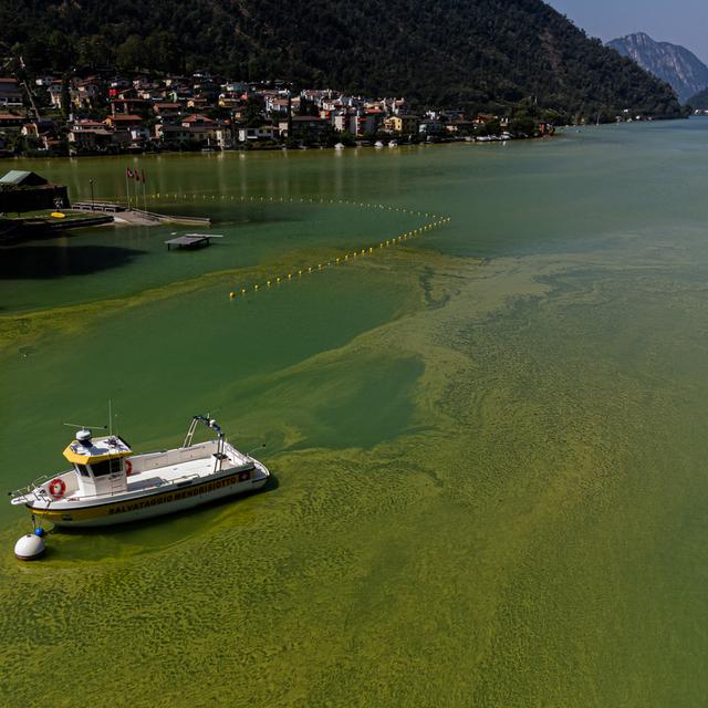 L'eau du Lac de Lugano où prolifère une algue à cause du réchauffement climatique et la chaleur. [Keystone/Ti-Press - Elia Bianchi]