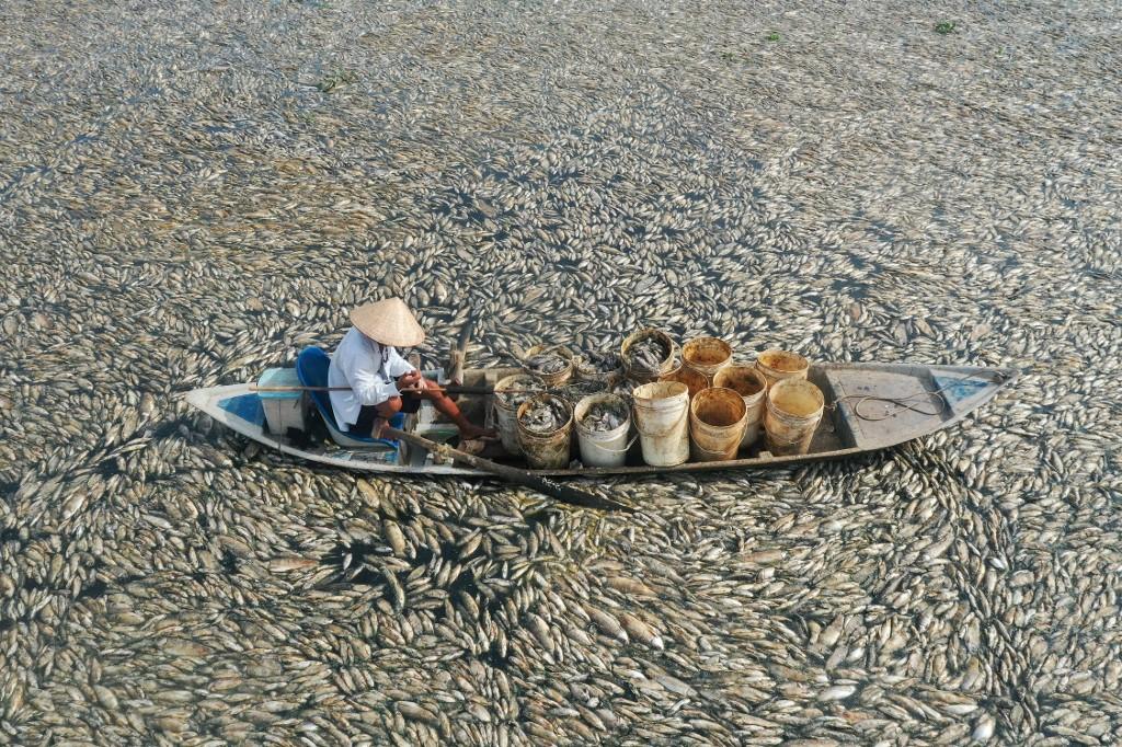 Un pêcheur ramasse des poissons morts dans un réservoir de la province de Dong Nai. [AFP - STR]