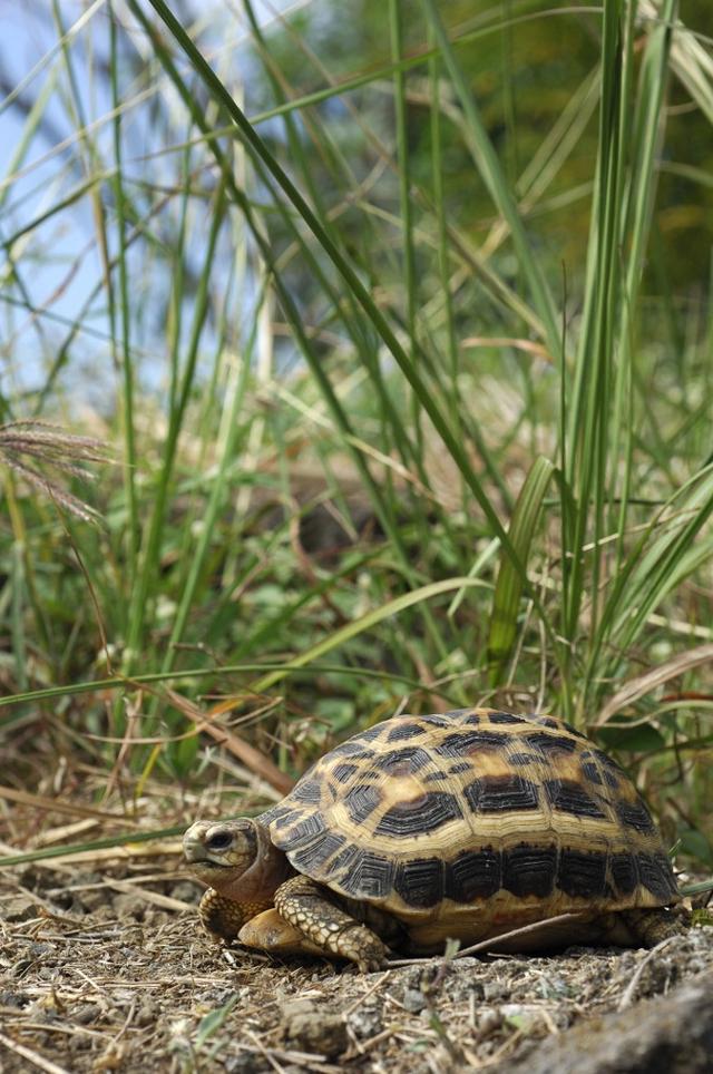 Tortue araignée du sud de Madagascar [Biosphoto via AFP - DANIEL HEUCLIN]