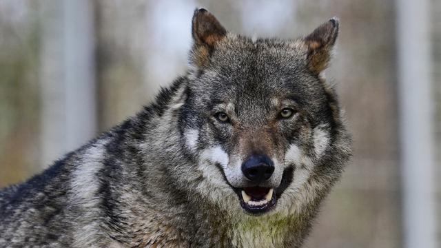 La Suisse épinglée pour sa régulation du loup. [Anadolu via AFP - LOKMAN ILHAN]