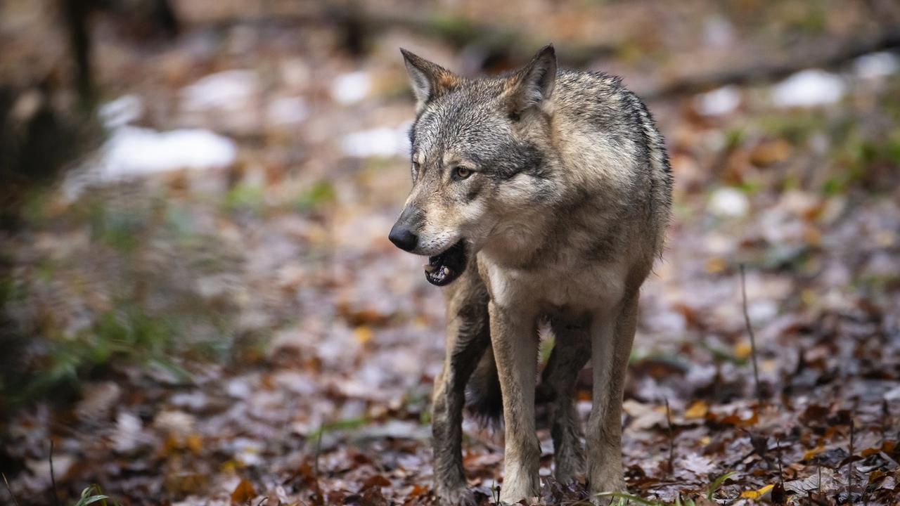 Déploiement renforcé des gardes-faune neuchâtelois face au loup. [KEYSTONE - MICHAEL BUHOLZER]