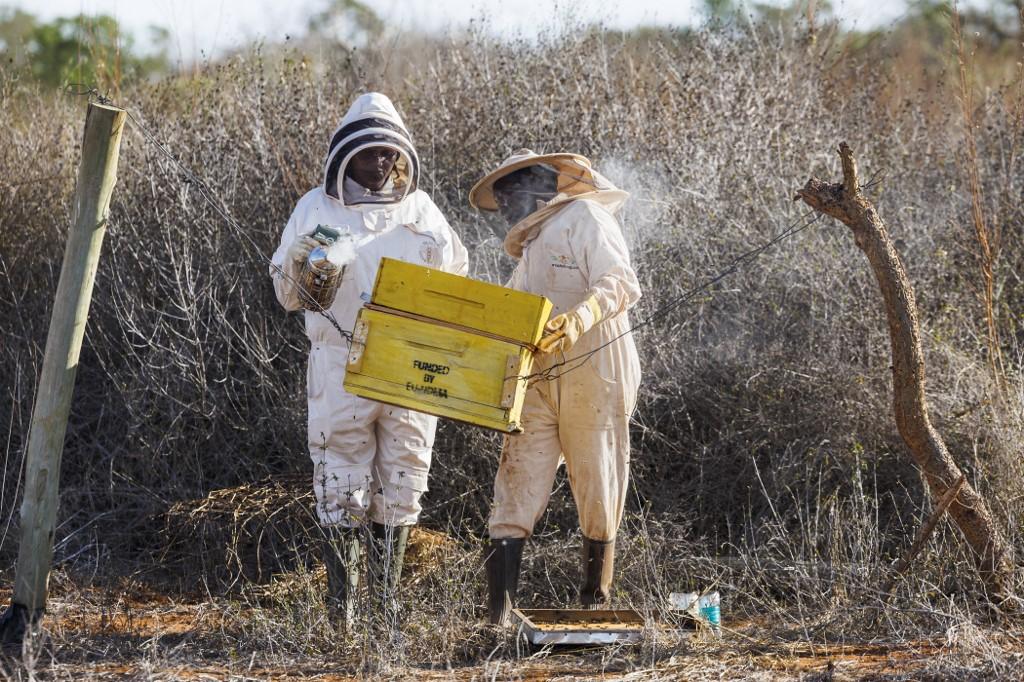 Mwanajuma Kibula (à droite), est assistée par Loise Kawira (à gauche), apicultrice consultante et formatrice pour Save the Elephants près de la ville de Voi, dans le comté de Taita Taventa, le 30 octobre 2024, lors d'une inspection de routine des ruches intégrées dans une clôture autour d'un acre de sa ferme pour dissuader les éléphants de piller les récoltes. [AFP - TONY KARUMBA]