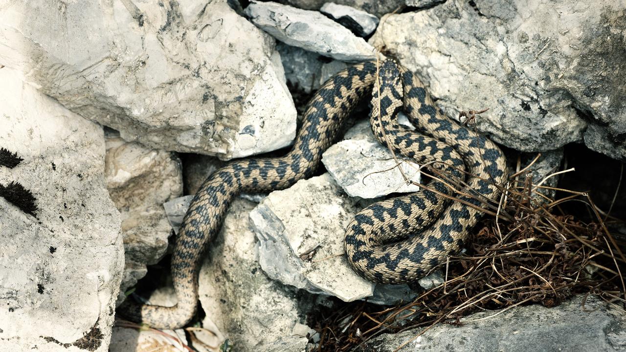 Camouflée, une vipère péliade prend le soleil dans un pierrier des Préalpes fribourgeoises. [RTS]