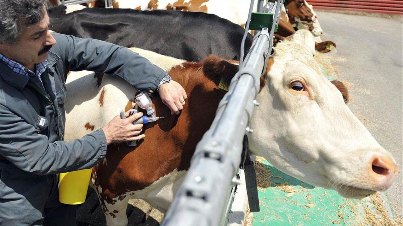 Un cas de langue bleue a été détecté chez un bovin dans le canton de Vaud.