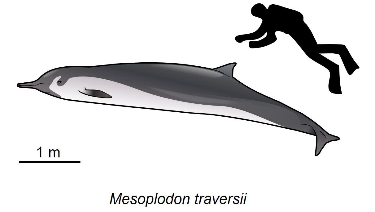 Reconstruction approximative d'une femelle adulte de baleines à bec de Travers (Mesoplodon traversii) d'après le spécimen trouvé en 2012 dans la baie de Plenty, Nouvelle-Zélande. [CC BY 3.0 - Inkscape]