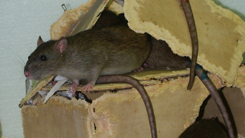 L'empathie chez le rat passe par l'estomac et non par la parenté (ici, des rats norvégiens de type sauvage). [UniBE - Res Schmid]