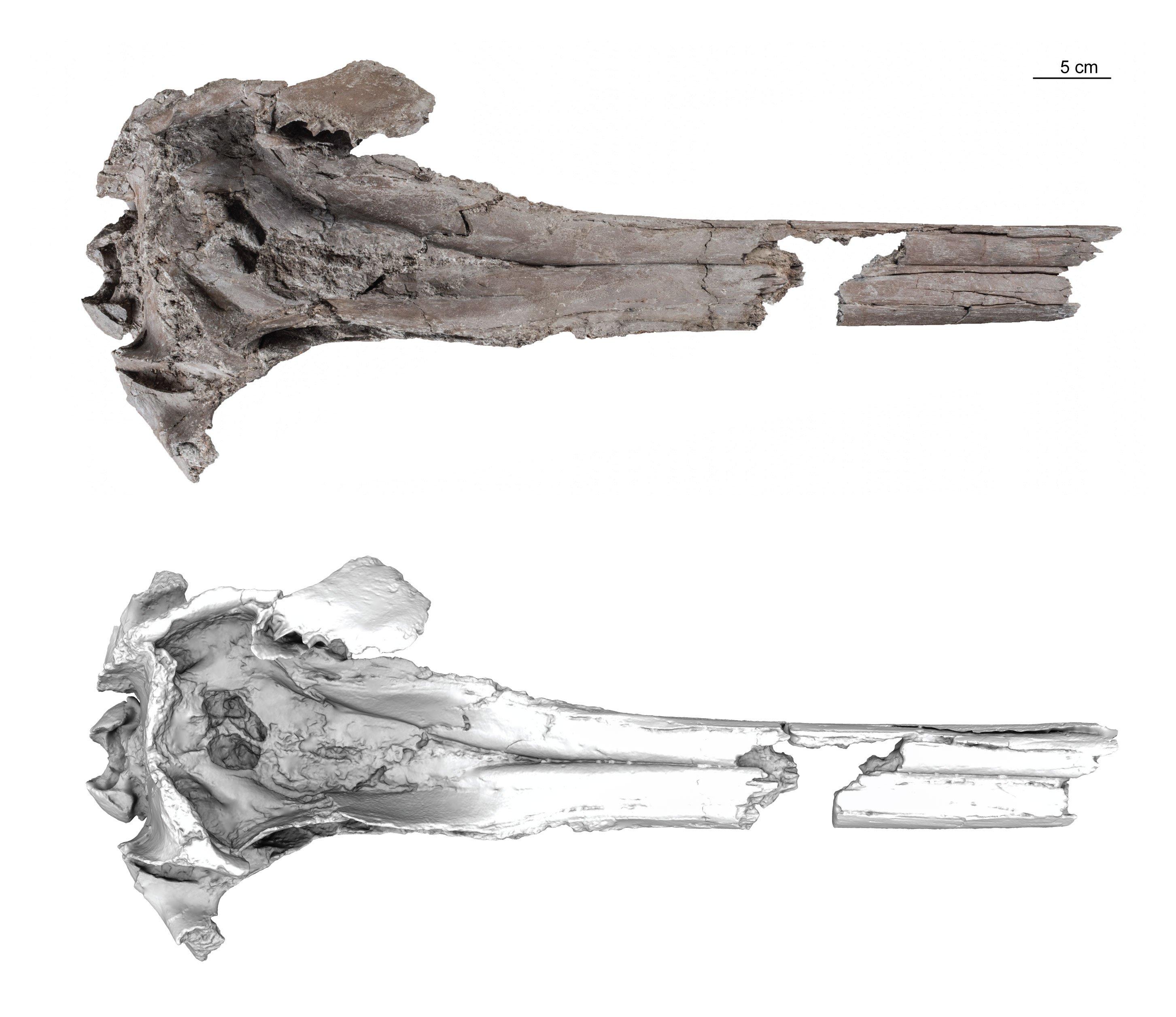 Spécimen type (holotype) de Pebanista yacuruna, comprenant une photo du spécimen et un modèle 3D de surface en vue dorsale. [Science Advances - Aldo Benites-Palomino/UZH]