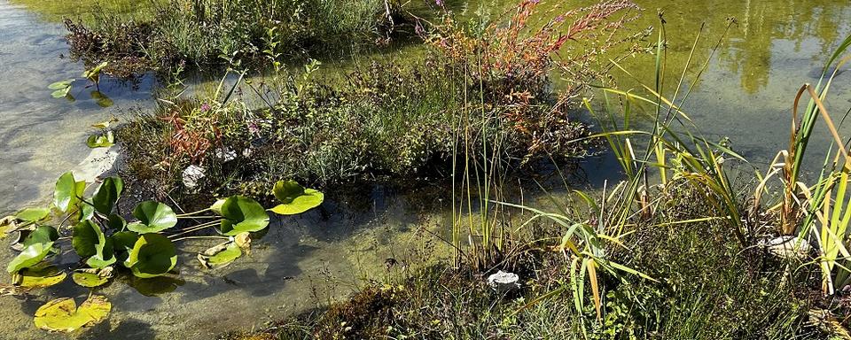 Floradeau, des mini jardins flottant pour aider la biodiversité. [Floradeau]