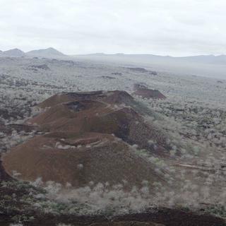 Une forêt de Santal. [Keystone - AP Photo/Dolores Ochoa]