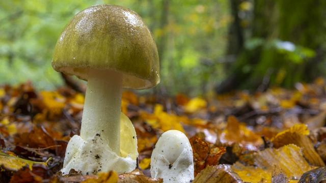 En raison d’une pénurie d’antidote, la cueillette de champignons nécessite des contrôles impératifs. [Hemis via AFP - BOUILLAND STEPHANE / HEMIS.FR]